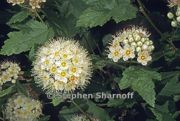 physocarpus capitatus 2 graphic